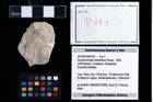 Foto (Objekt + Etikett) von Goniodromites bidentatus (Reuss, 1858)  (NHMW-GEO-2014-0194-0181)